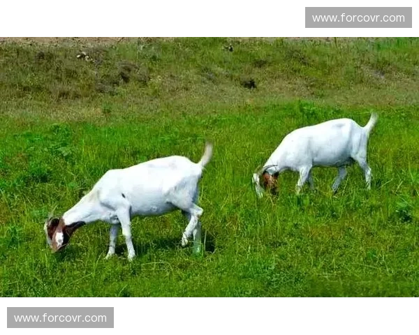 LOL台湾草粉热潮再起 揭开草粉文化的背后秘密与影响